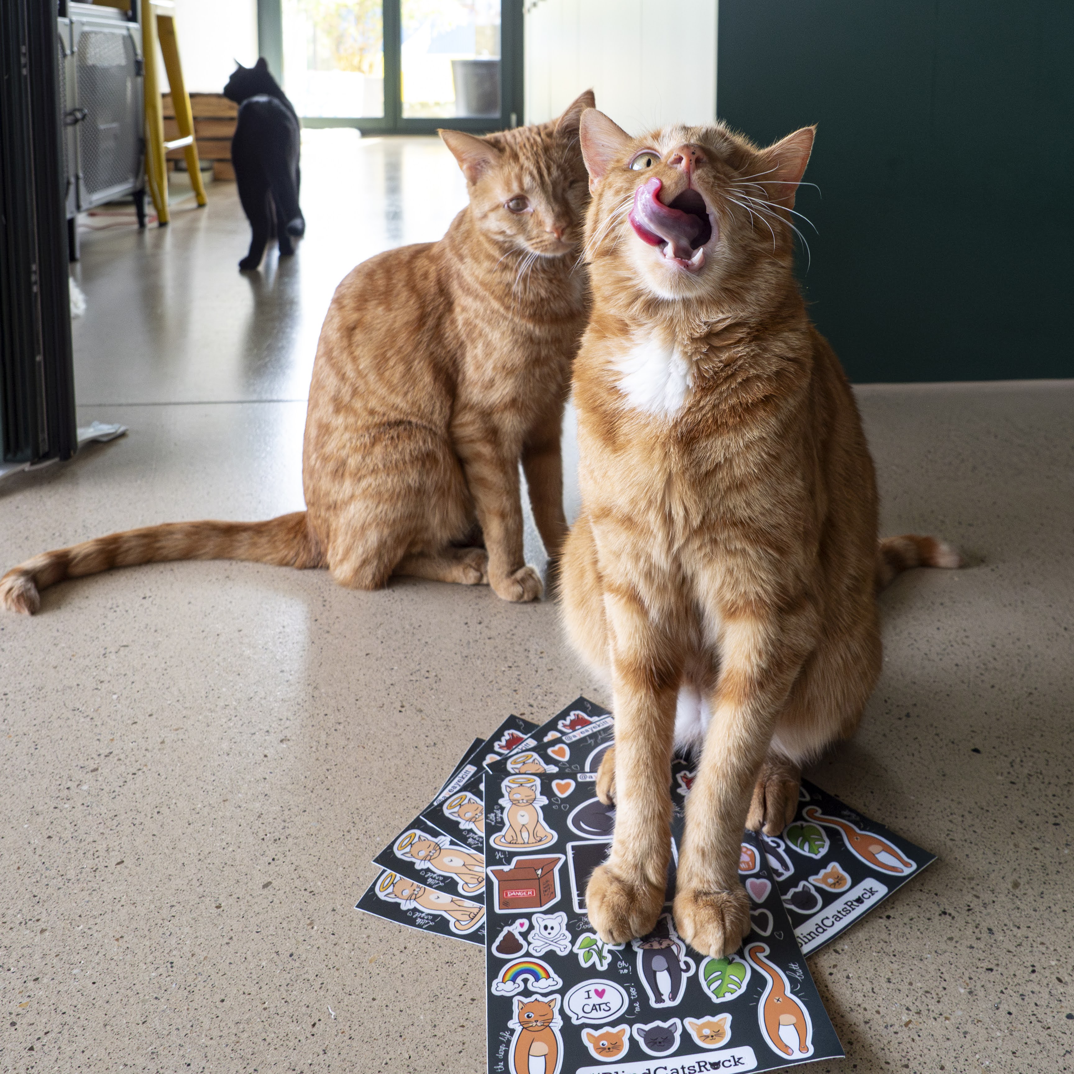 three cats standing next to the stickers sheet, one stepping on it with a derp attitude